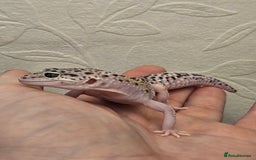 Leopard Gecko reptiles for sale: Leopard geckos babies various morphs  - Image 15
