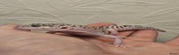 Leopard Gecko reptiles for sale: Leopard geckos babies various morphs  - Advert 16