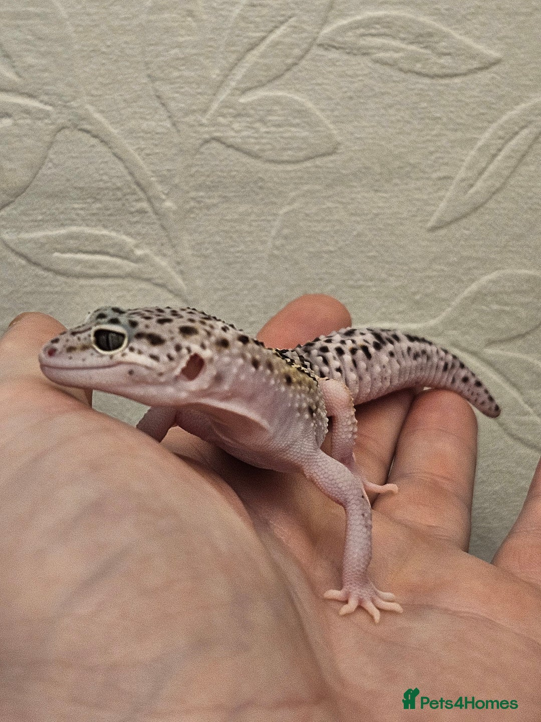 Leopard Gecko reptiles for sale: Leopard geckos babies various morphs  - Image 15