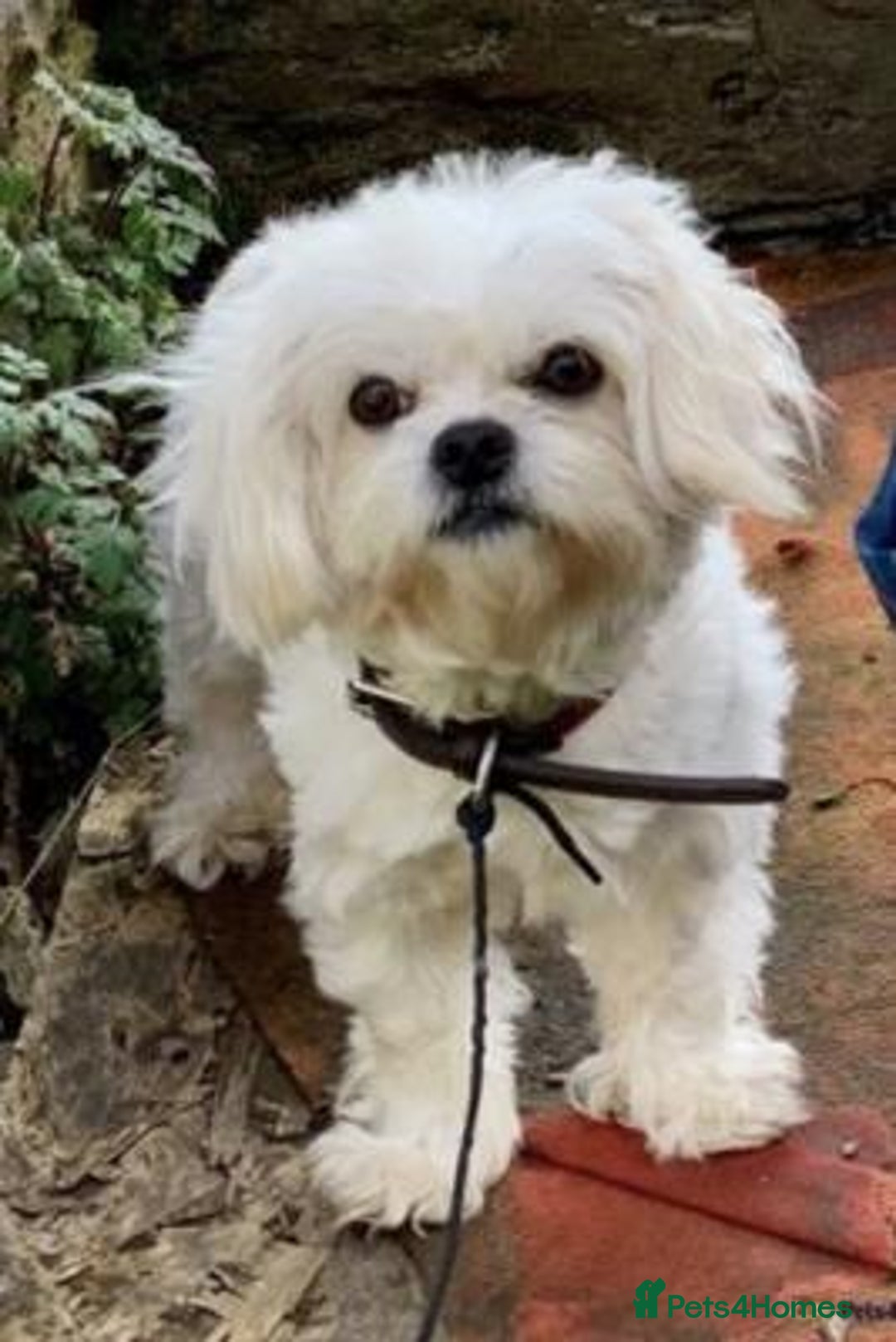 Maltese dogs for sale: Outstanding maltese - Advert 4