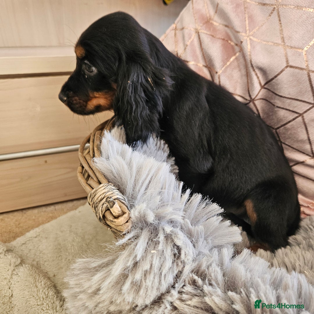 Cocker Spaniel dogs for sale: Stunning mix of working type cocker spaniels  - Advert 10