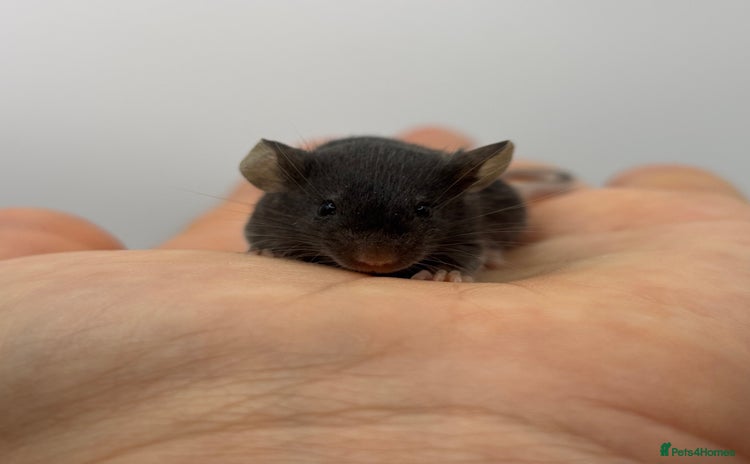 Mouse rodents - Advert 11