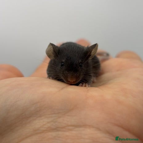 Mouse rodents - Advert 9
