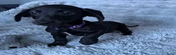 Mixed Breed dogs for sale: Miniature dachshund cross lab (dashadors)  - Advert 11