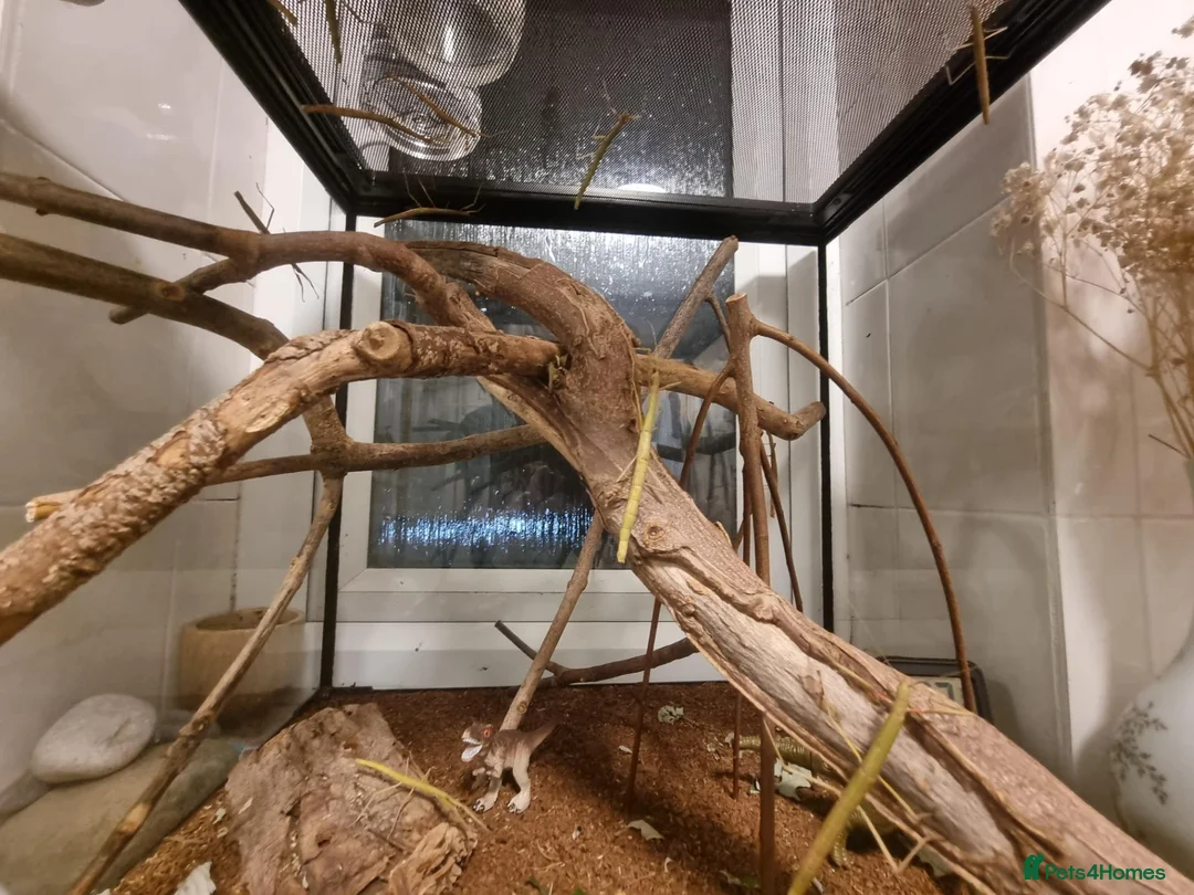 Stick Insects invertebrates for sale: Large Komodo Glass Terrarium Indian stick insects - Advert 11