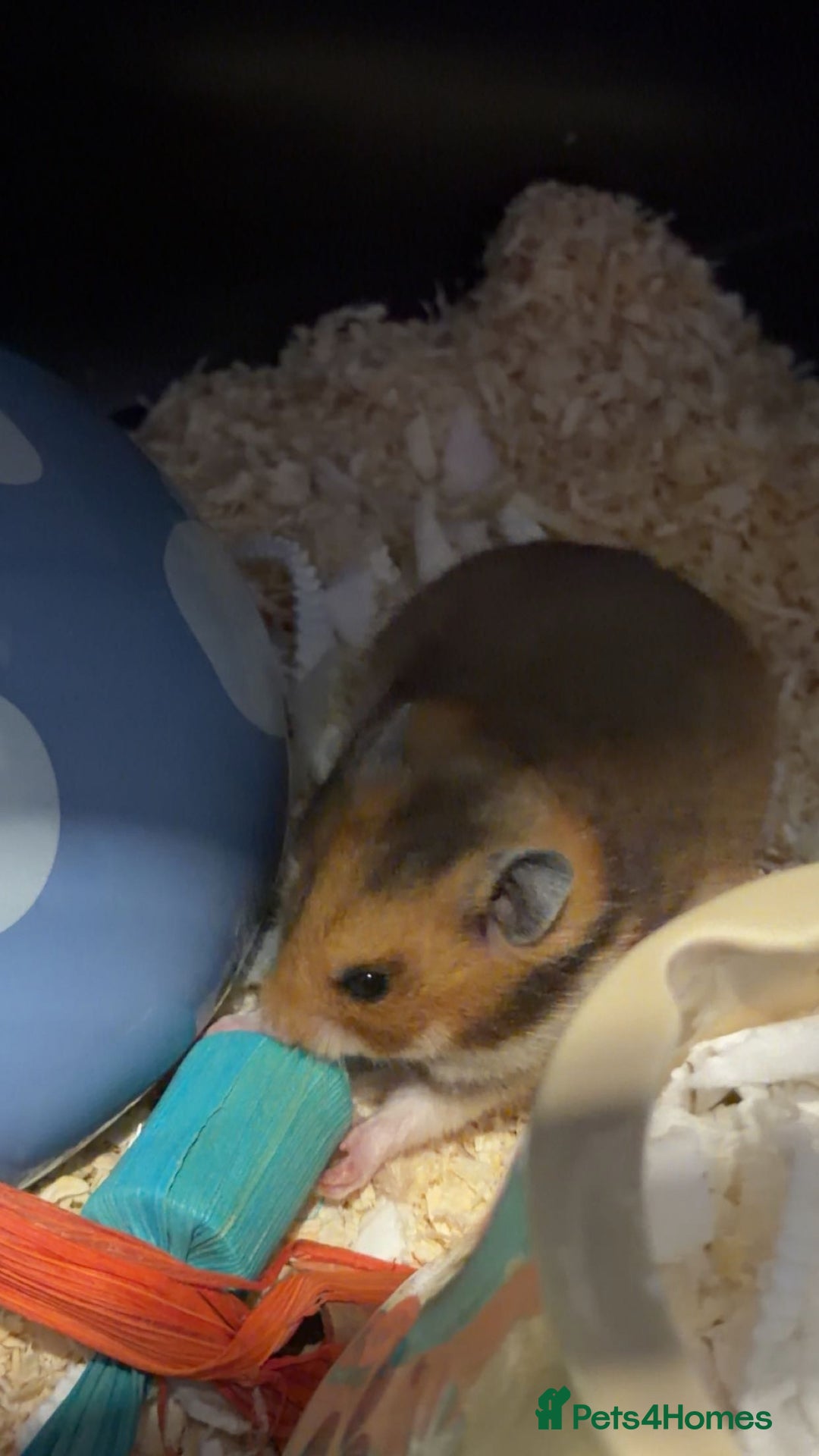 Hamster rodents for sale: Female hamster  - Image 2