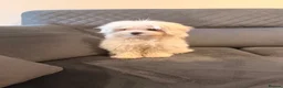 Maltese dogs for sale: Maltese puppy for sale  - Advert 3