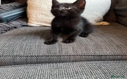 Mixed Breed cats for sale: Kittens ready for new home now  - Image 21