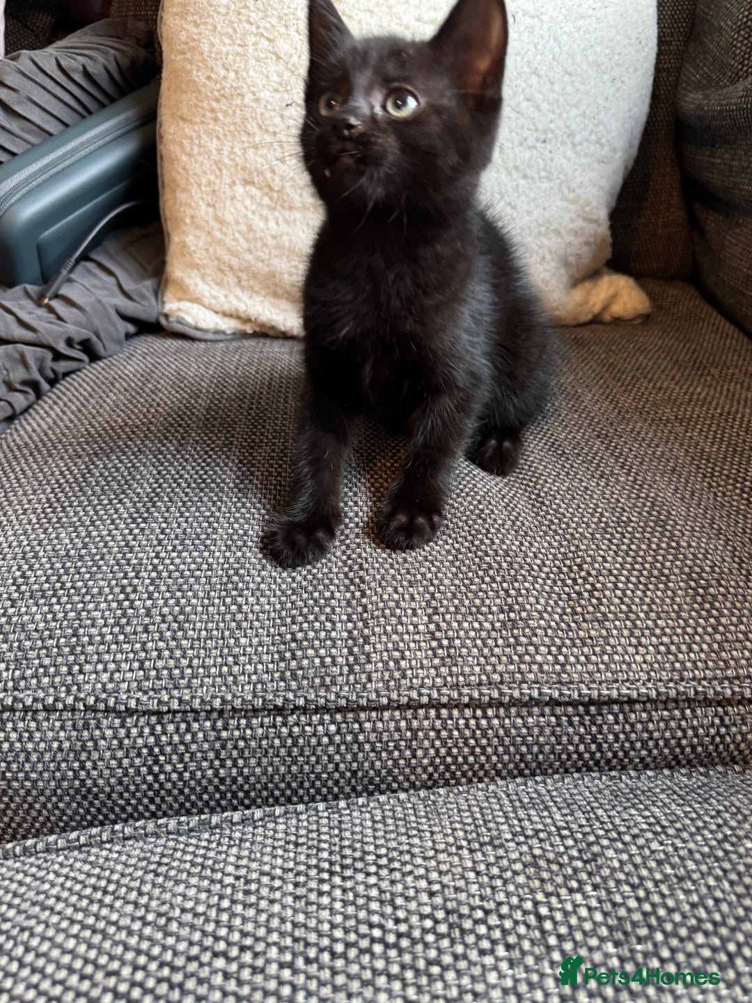 Mixed Breed cats for sale: Kittens ready for new home now  - Image 21