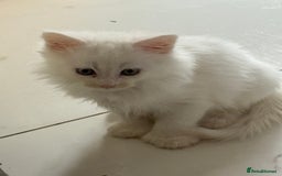 Maine Coon cats for sale: 	Rare Polydactyl Kittens + 1 Blue-Eyed Beauty - Image 6