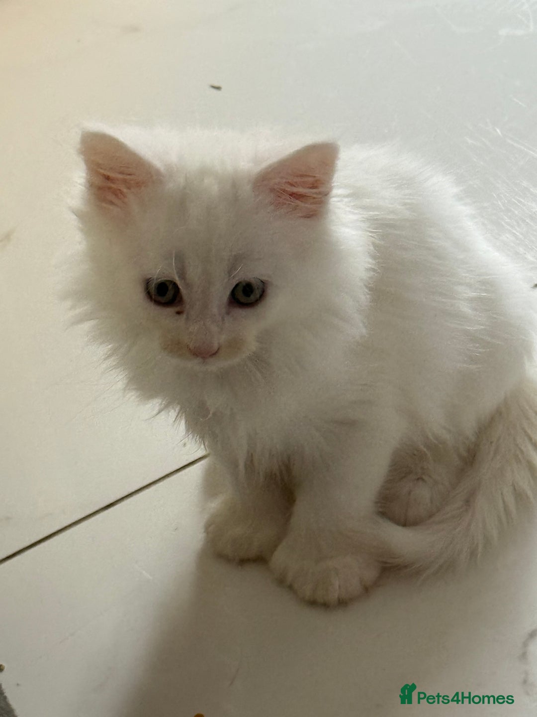 Maine Coon cats for sale: 	Rare Polydactyl Kittens + 1 Blue-Eyed Beauty - Image 6