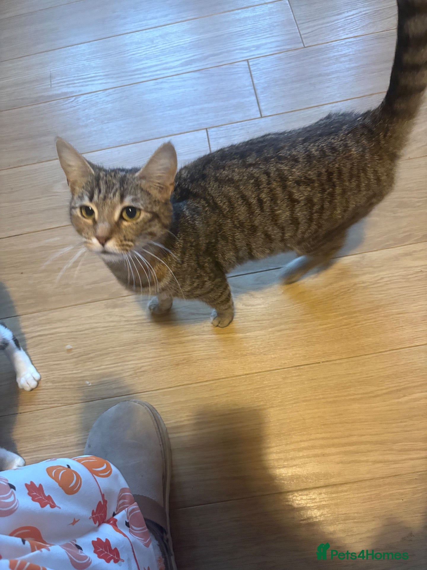 Mixed Breed cats for sale: Two female cats - Advert 6