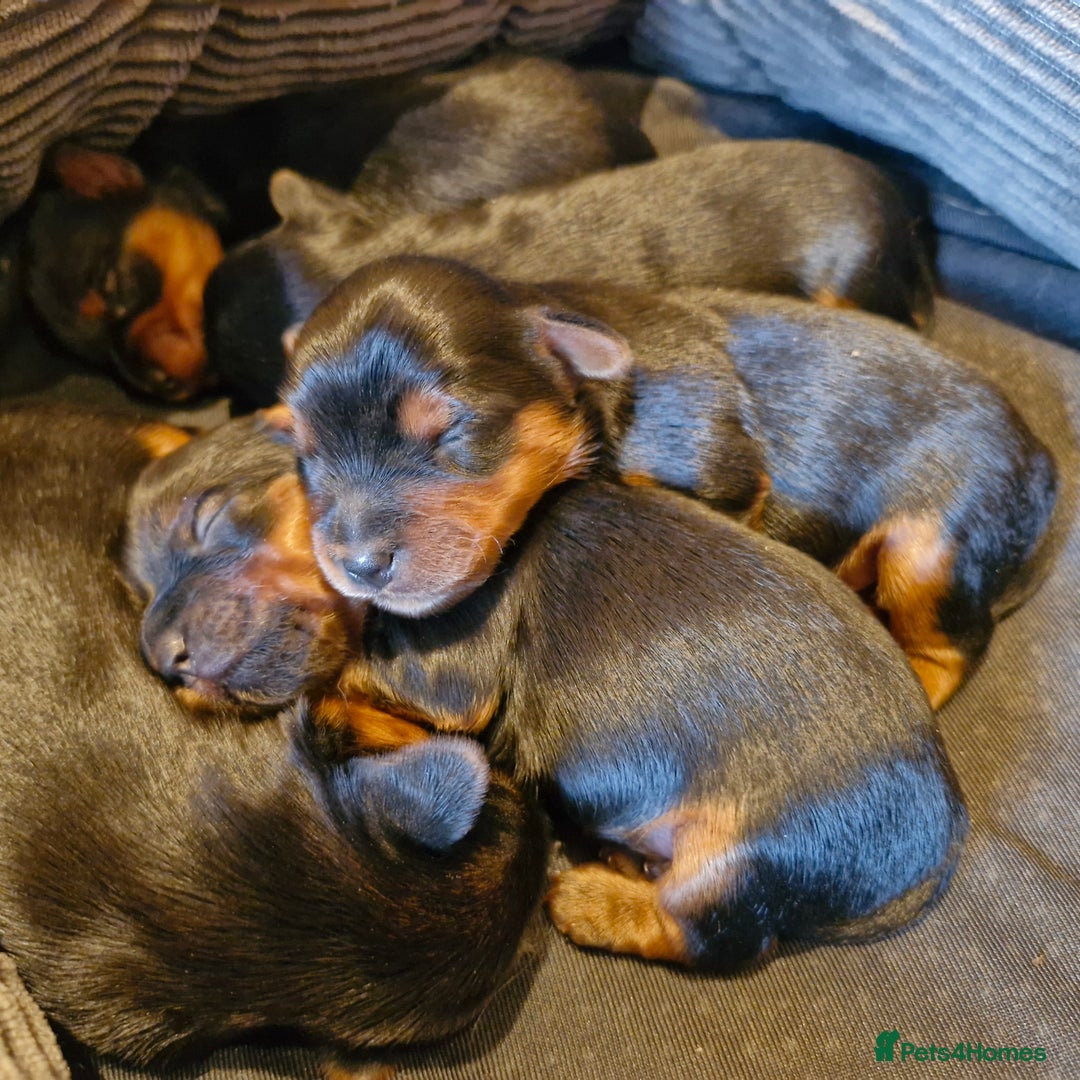 Yorkshire Terrier dogs for sale: Miniature Yorkshire terrier puppies - Image 6