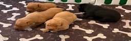 Labrador Retriever dogs for sale: KC Registered Labrador Puppies  - Advert 3