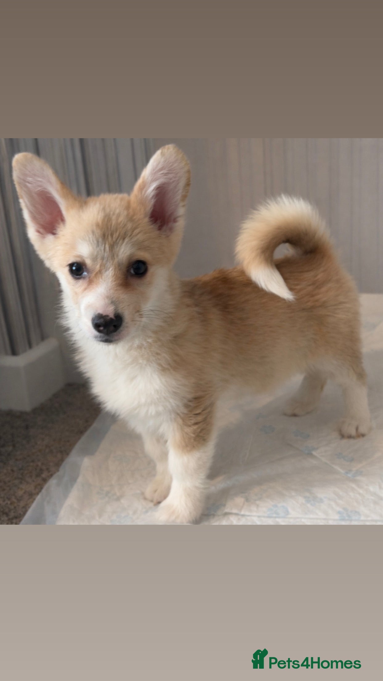 Welsh Corgi Pembroke dogs Beautiful Welsh Pembroke corgis READY TO LEAVE - Advert 3