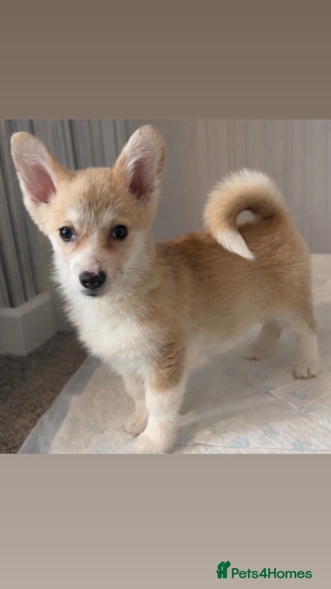 Welsh Corgi Pembroke dogs for sale: Last girl Welsh Pembroke corgi READY TO LEAVE - Advert 2