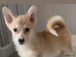 Welsh Corgi Pembroke dogs Beautiful Welsh Pembroke corgis READY TO LEAVE - Advert 3