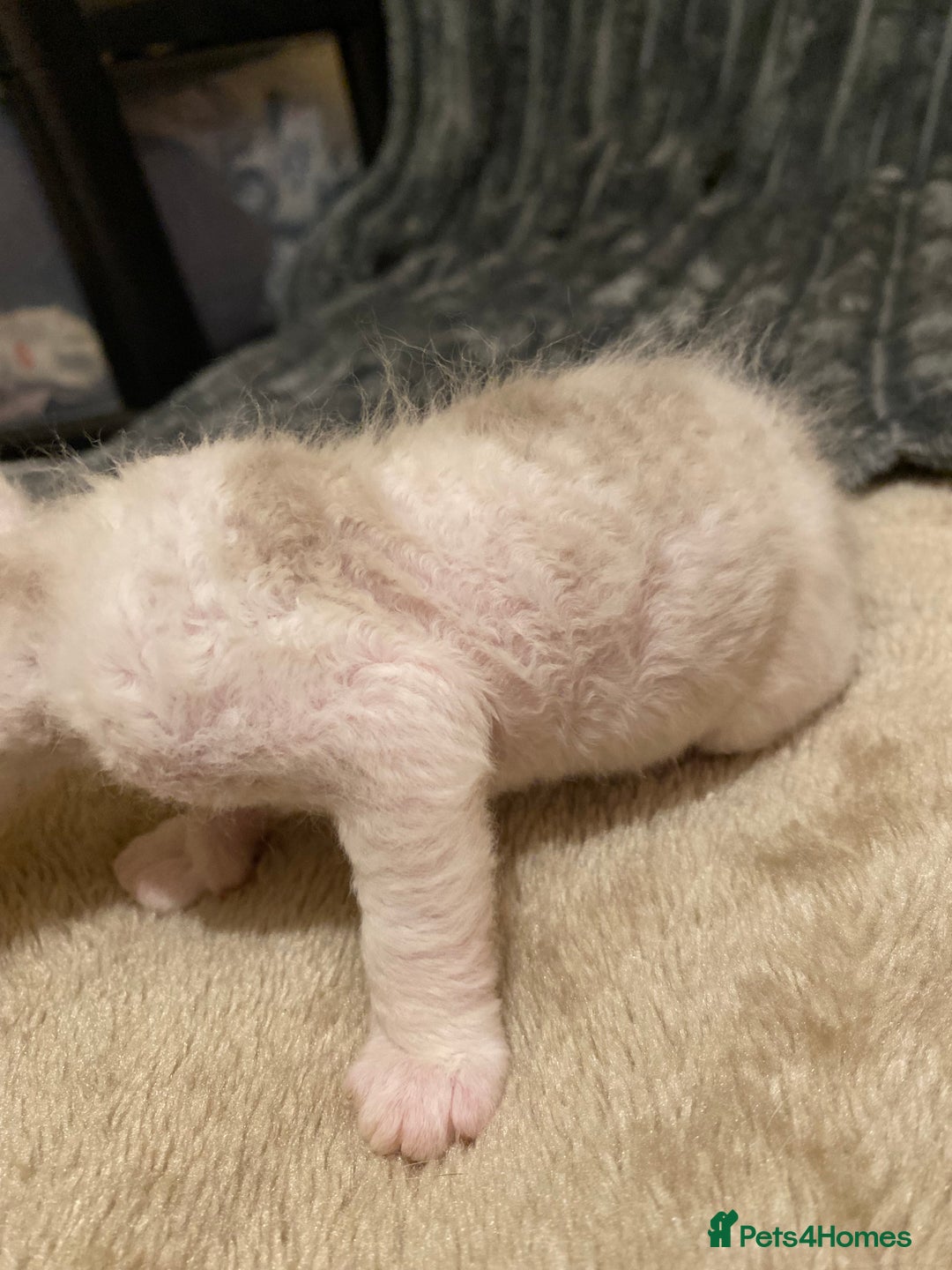 Sphynx cats for sale: Sphynx kittens 😍🥰🥰 - Advert 22