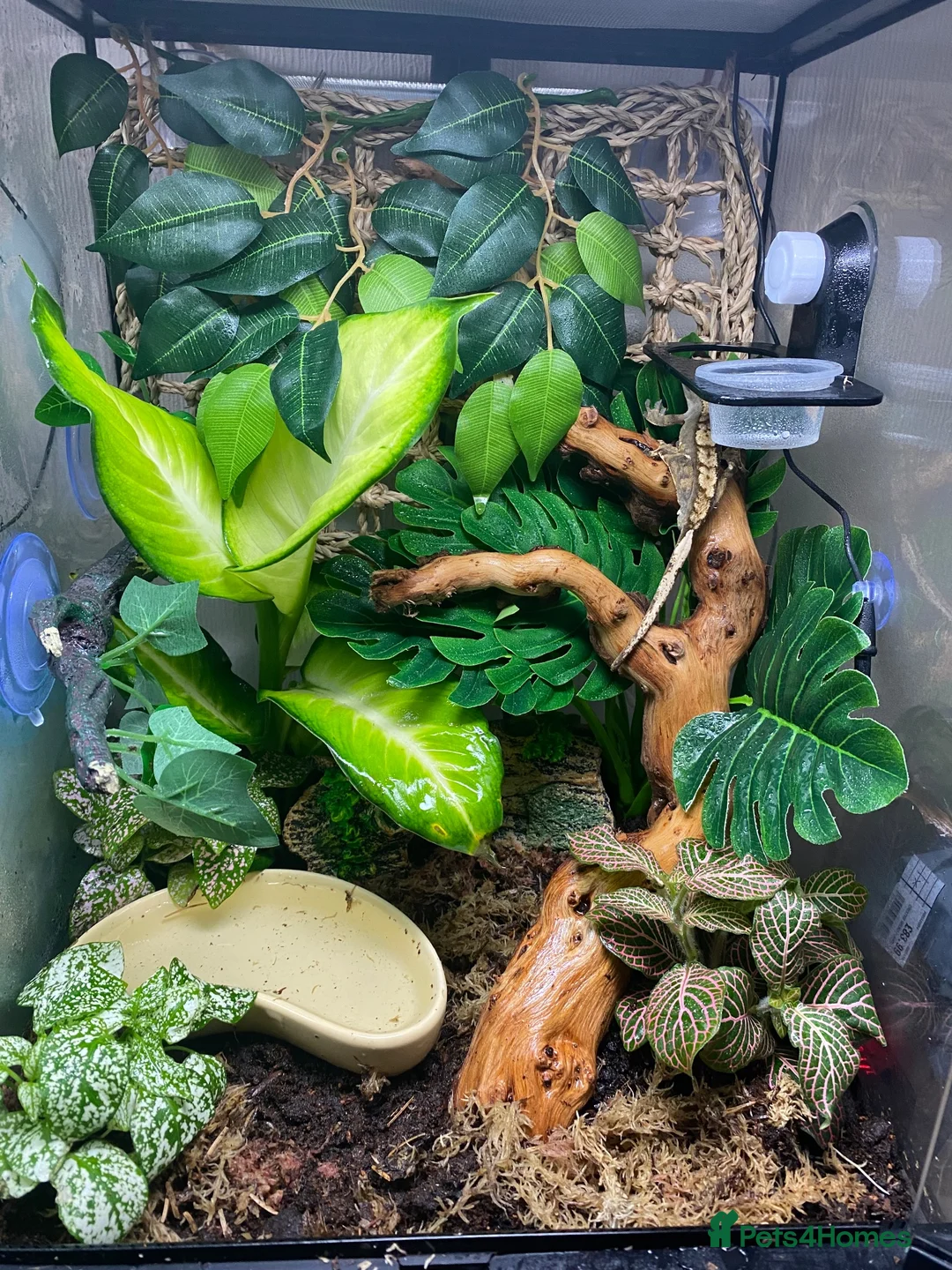 Gecko reptiles for sale: Tigger - crested gecko, need rehoming. in Sleaford - Advert 3