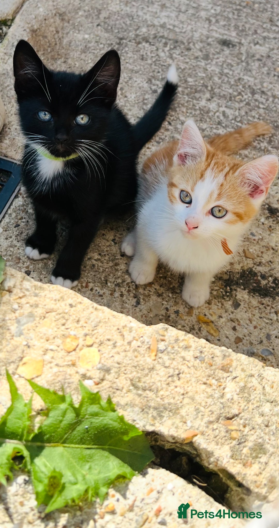 British Shorthair cats for sale: Bundle of joy  - Image 4