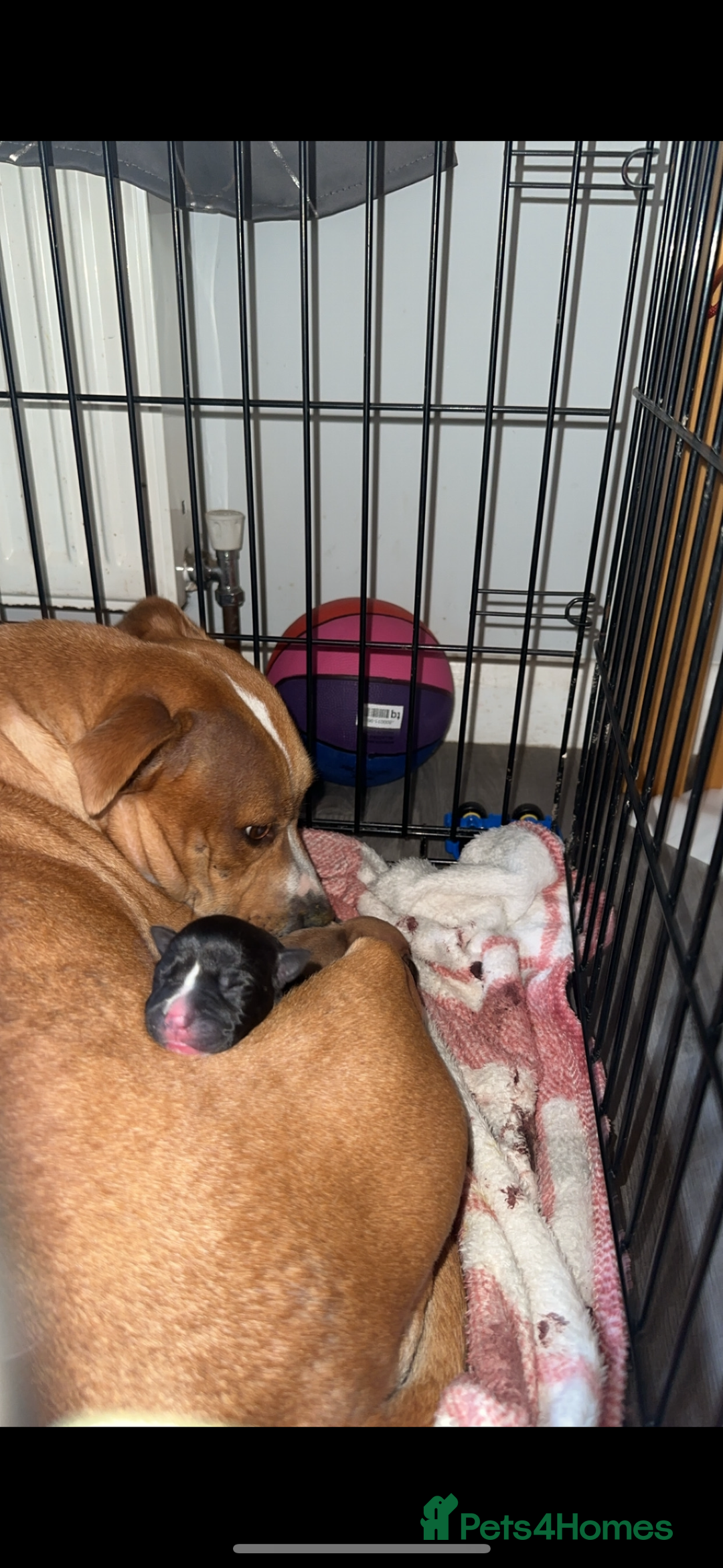 Staffordshire Bull Terrier dogs for sale: Stunning chunky puppies  - Advert 1