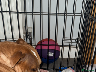 Staffordshire Bull Terrier dogs Stunning chunky puppies - Advert 1