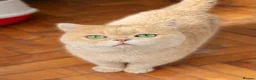 British Shorthair cats for sale: The Tik Tok Party kittens  in Holsworthy - Advert 11