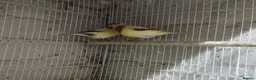 Canaries birds for sale: Canary's, green finch, silver, jarva sparrows  - Advert 4