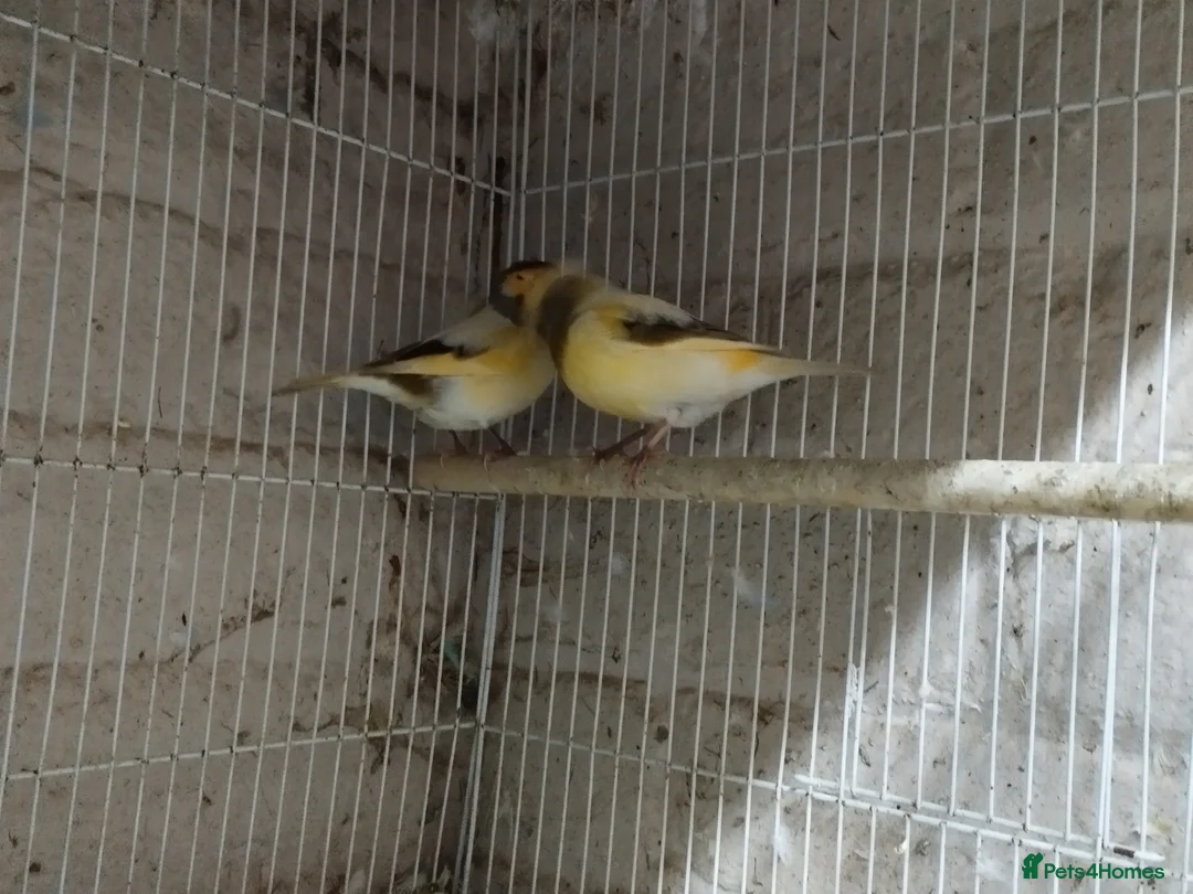 Canaries birds for sale: Canary's, green finch, silver, jarva sparrows  - Advert 4