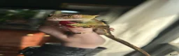 Gecko reptiles for sale: Crested Gecko in Colchester - Advert 3