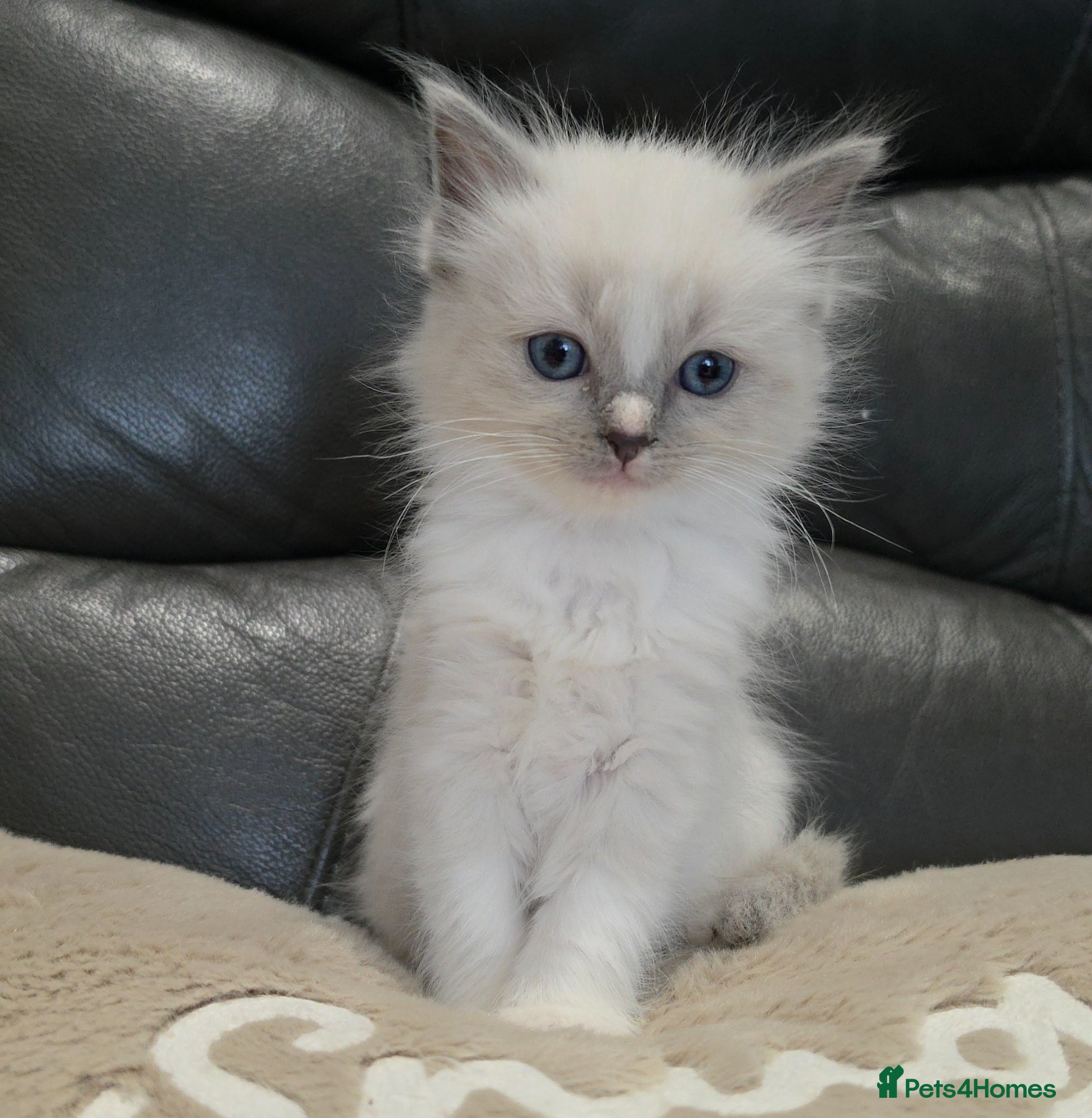 Ragdoll cats ragdoll  kittens ready the 26 May - Advert 3