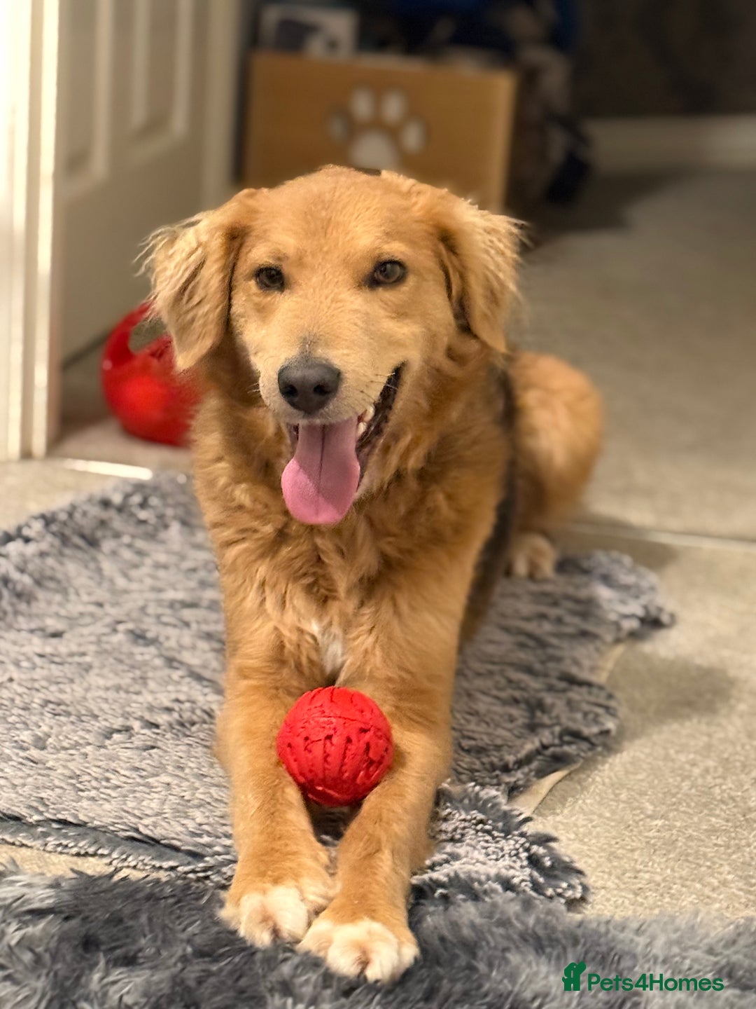 Mixed Breed dogs for adoption: Sweet Nathan Is looking for Love  - Image 40