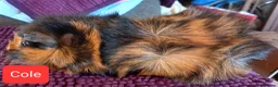 Guinea Pig rodents for sale: Aby type pet boars - Advert 10