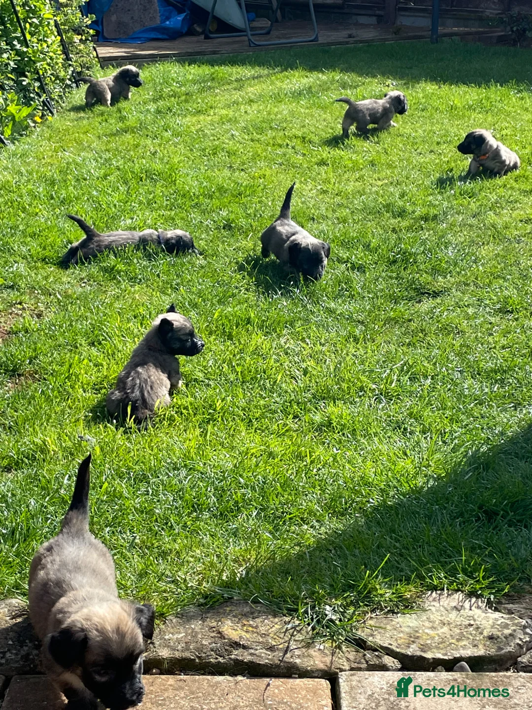 Skye Terrier dogs for sale: Skye Terrier - Advert 1
