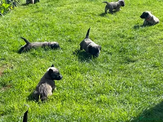 Skye Terrier dogs Skye Terrier - Advert 2