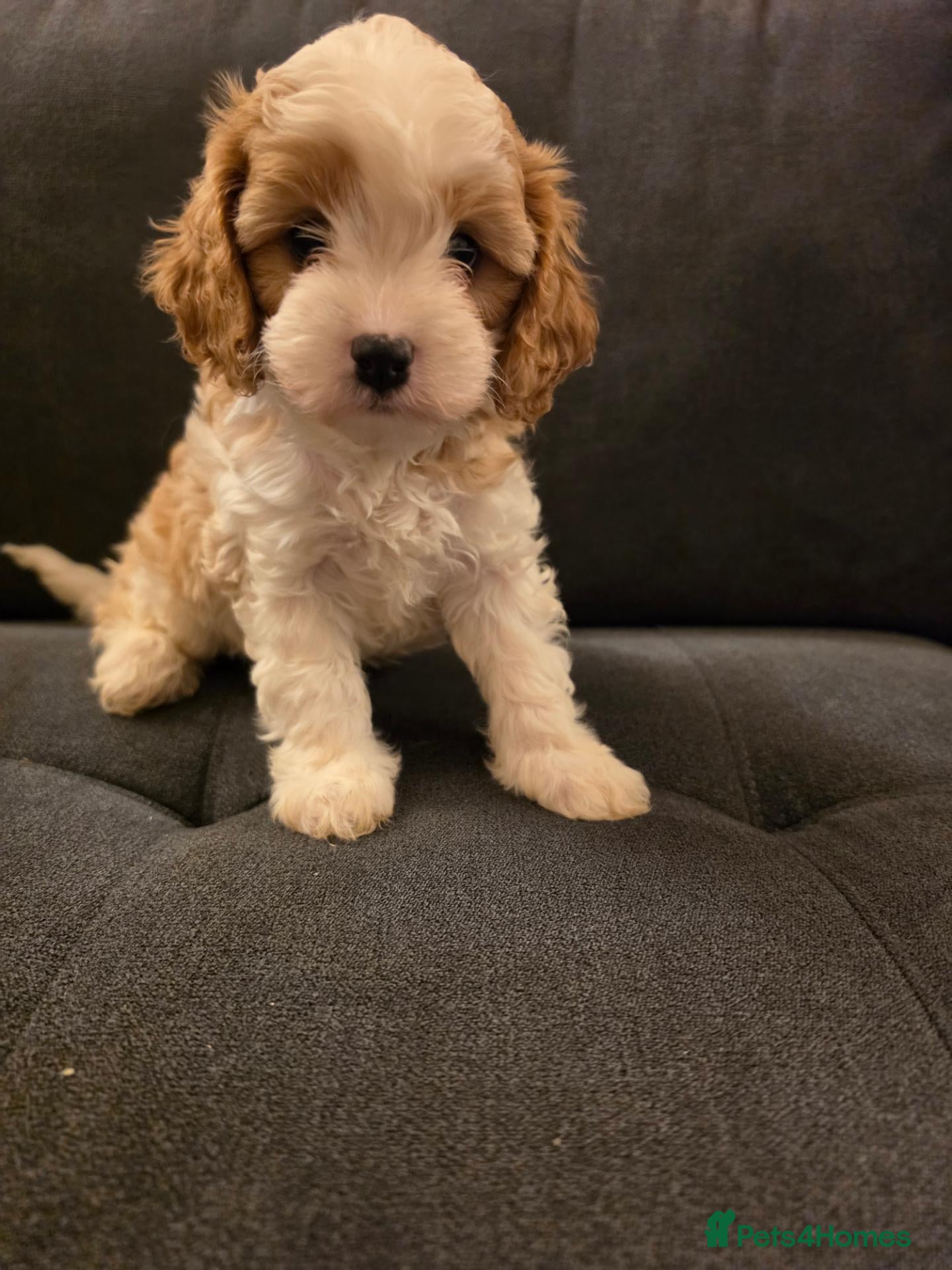 Cavapoo dogs F1 Cavapoo puppies - Advert 1