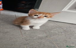 Mixed Breed cats for sale: Kittens  - Image 4