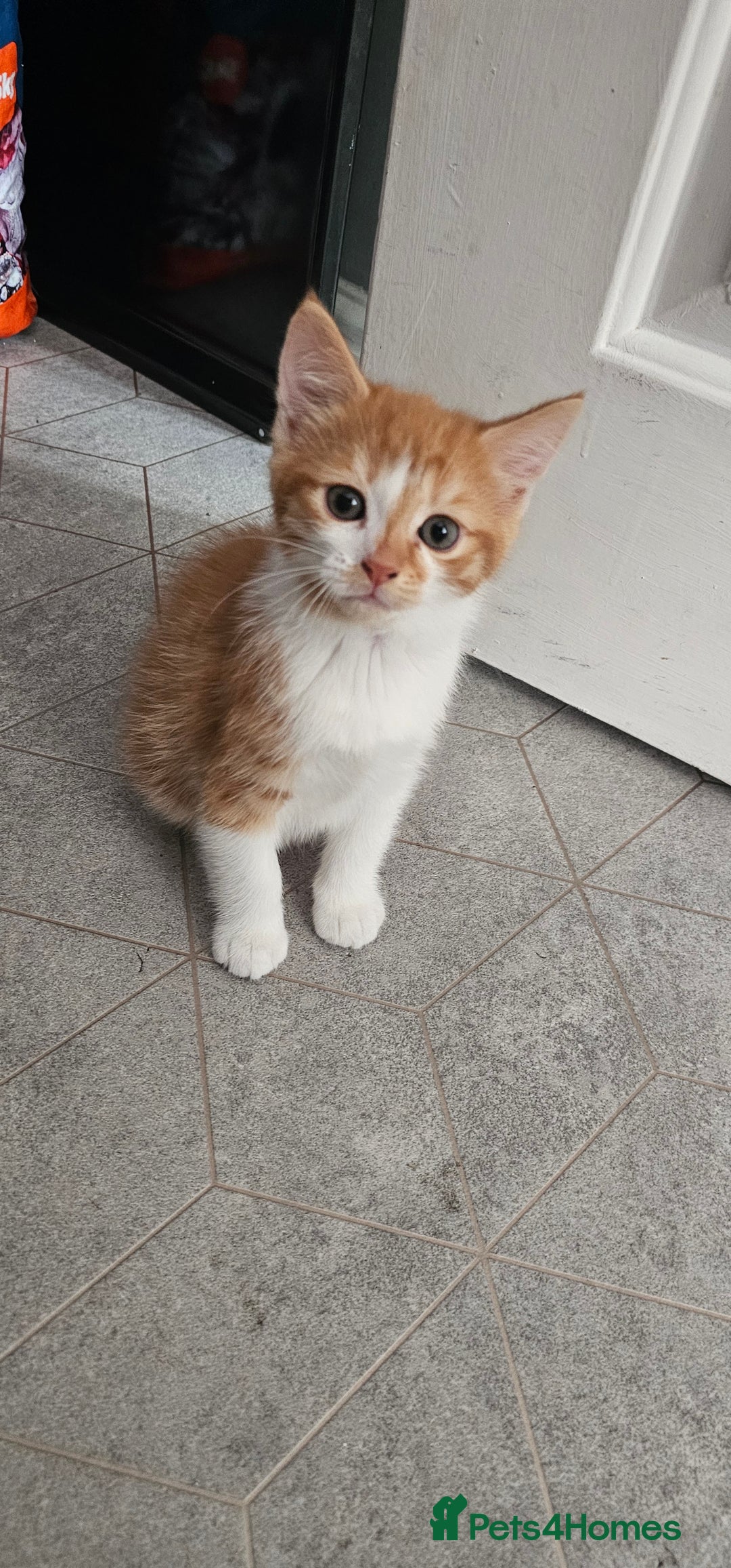Mixed Breed cats for sale: Kittens  - Image 4