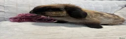 Mini Lop rabbits for sale: Mini Lop Female - Advert 2