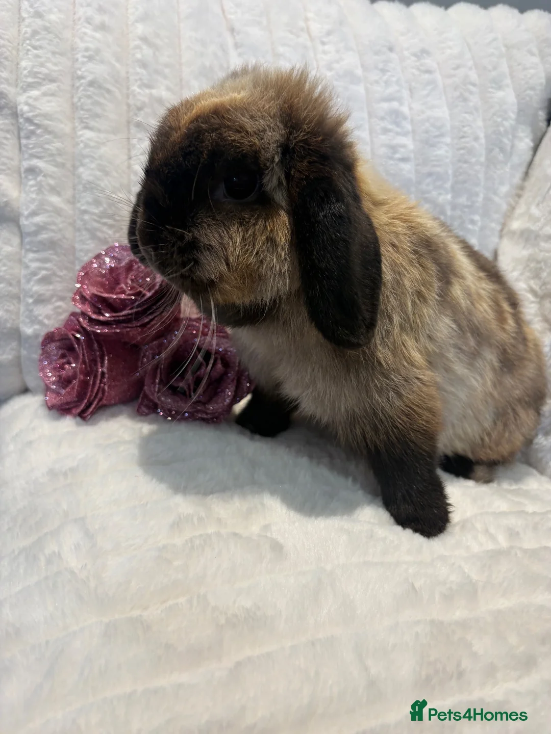 Mini Lop rabbits for sale: Mini Lop Female - Advert 2
