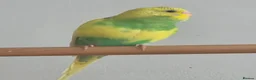 Parrots birds for sale: Raised Parrots Ready to Join Your Family in Stoke-on-Trent - Advert 5