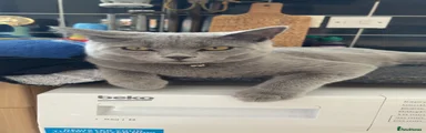 British Shorthair 1