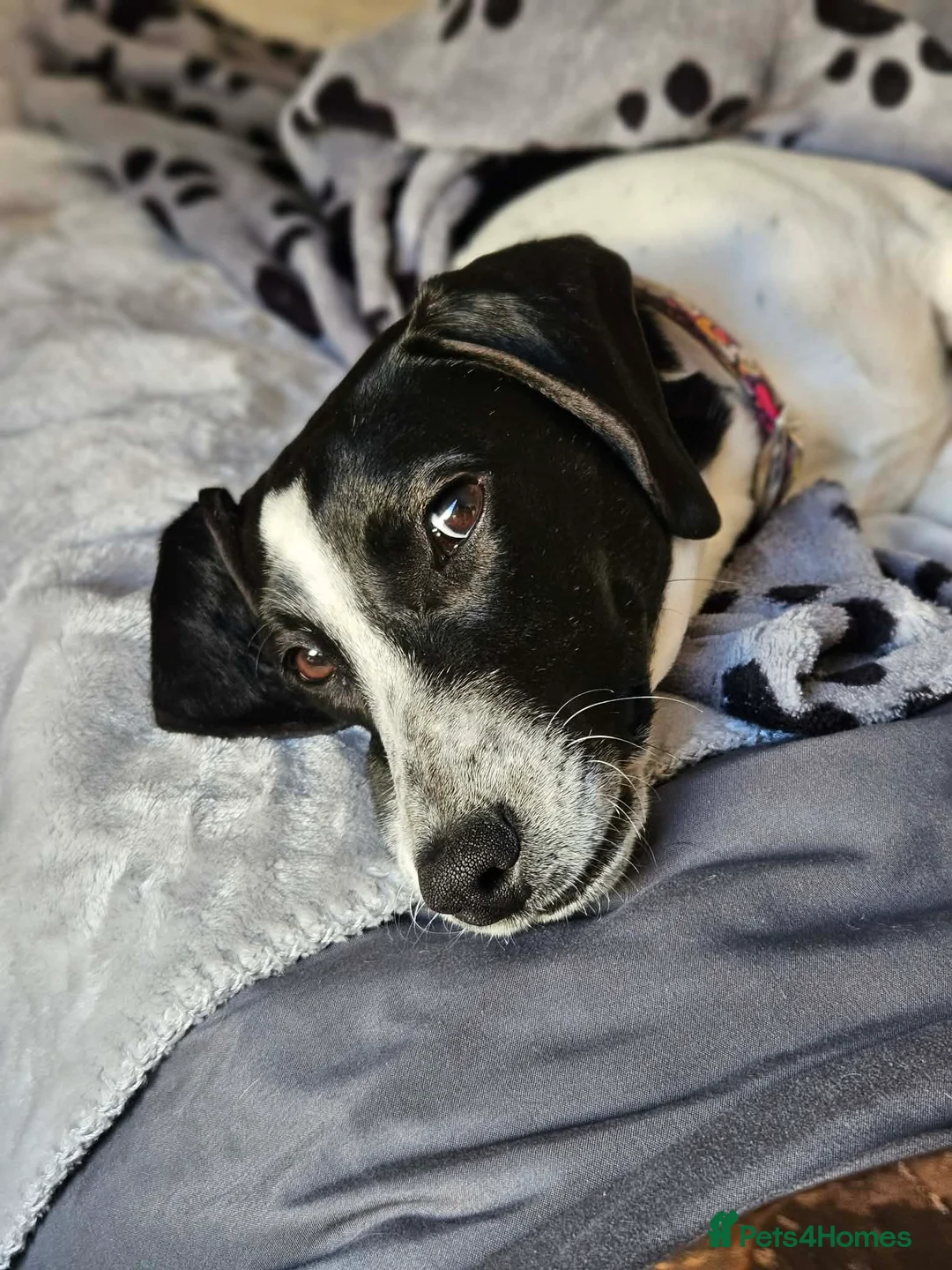 Mixed Breed dogs for adoption: Tessa- little sweetheart 6 months old - Advert 2