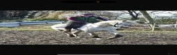 Arabian horse horses for sale: Grey Arab Gelding  - Advert 5