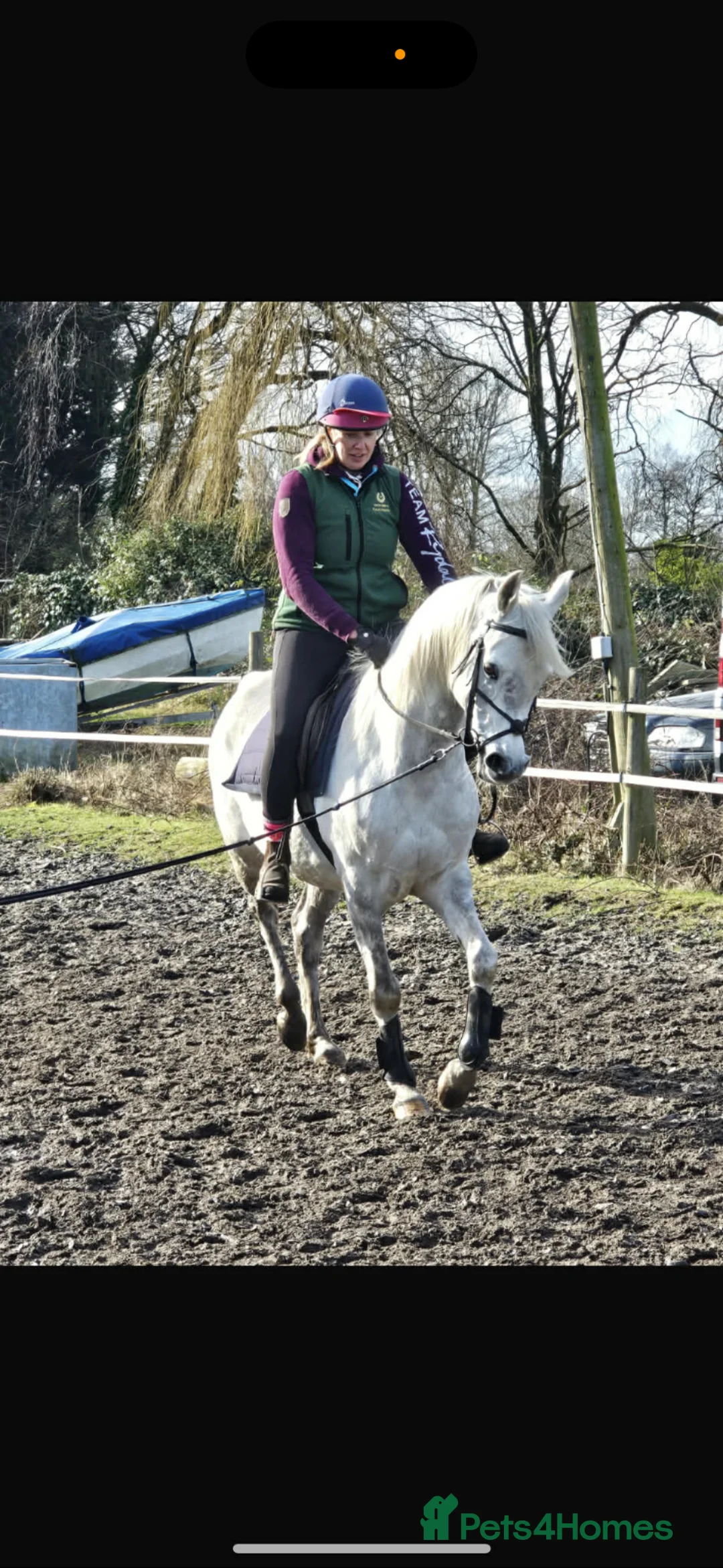Arabian horse horses for sale: Grey Arab Gelding  - Advert 5