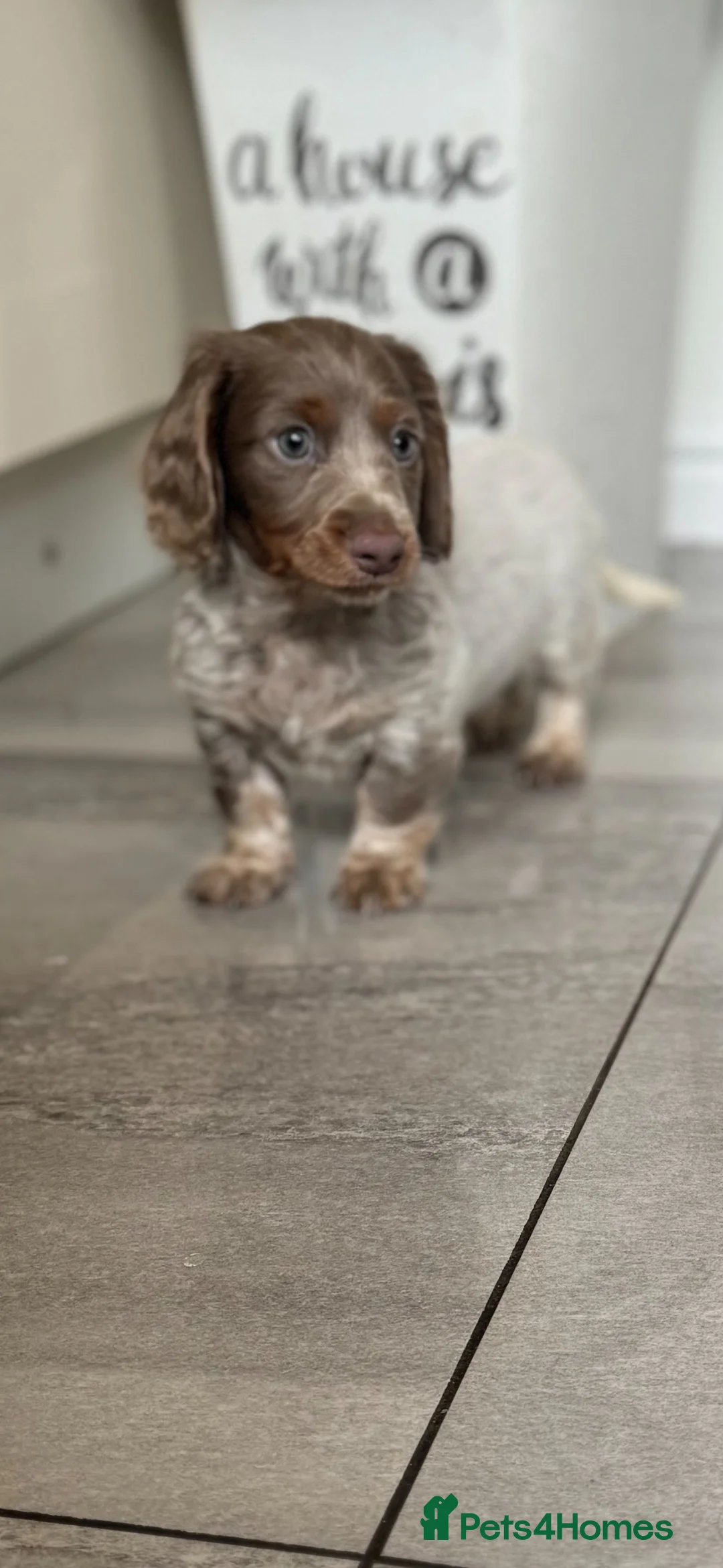 Miniature Dachshund dogs for stud: PROVEN STUD!! KC LongHaired Miniature Dachshund - Advert 3