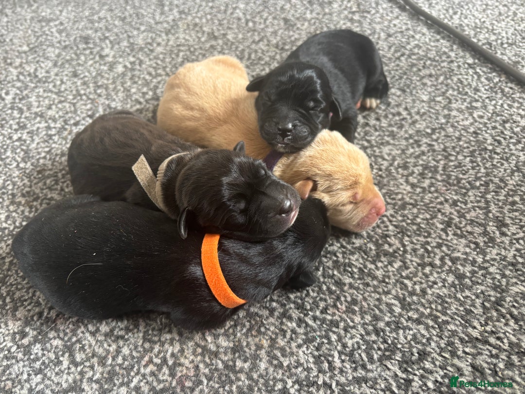 Mixed Breed dogs for sale: Mixed breed Labrador puppies  - Image 9