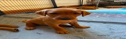 Labrador Retriever dogs for sale: STUNNING KC REG FOX RED LABRADOR PUPPIES - Advert 18