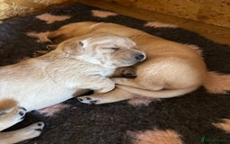 Labrador Retriever dogs for sale: STUNNING HEALTH TESTED LABRADORS - Image 10