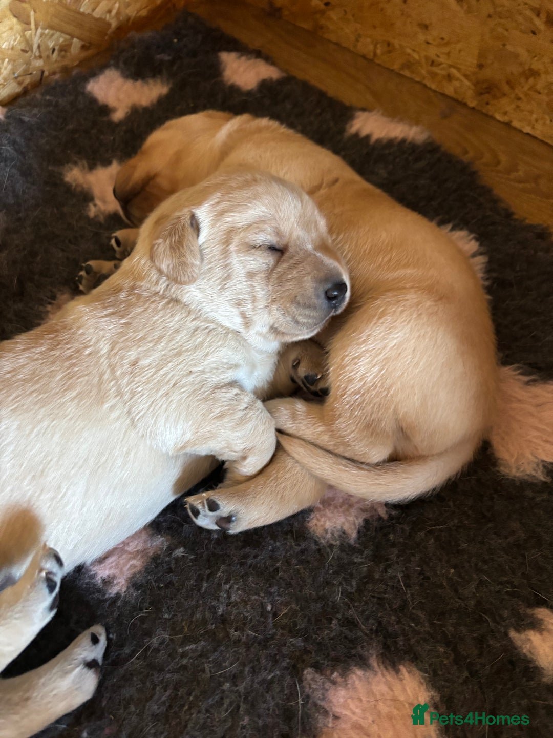 Labrador Retriever dogs for sale: STUNNING HEALTH TESTED LABRADORS - Image 10